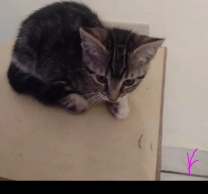 Gato ra a SRD-ViraLata idade 2 a 6 meses nome Nina/Flor/Bella/ Thomas e Benjamin.