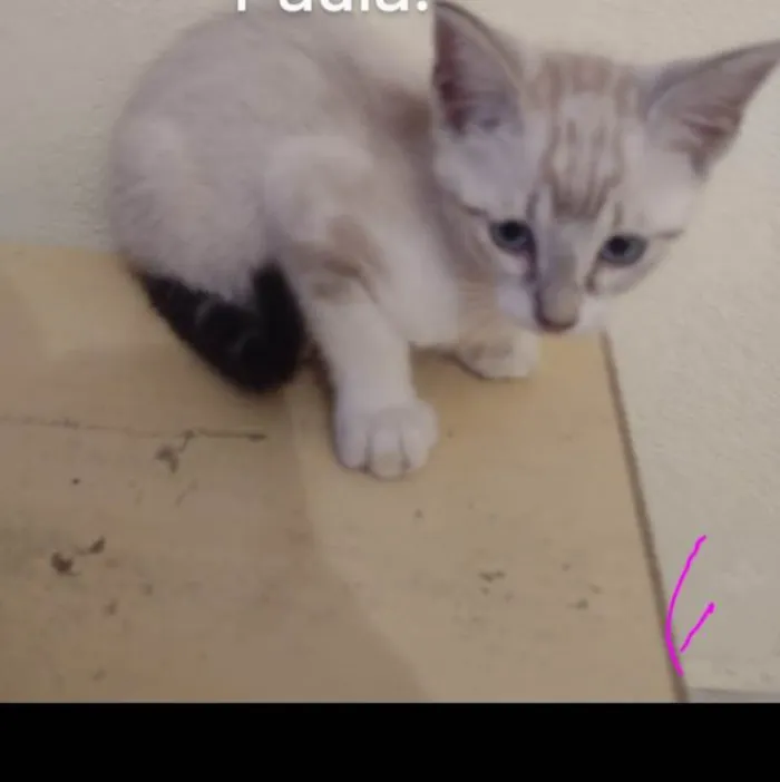 Gato ra a SRD-ViraLata idade 2 a 6 meses nome Nina/Flor/Bella/ Thomas e Benjamin.