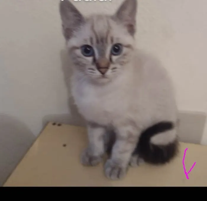 Gato ra a SRD-ViraLata idade 2 a 6 meses nome Nina/Flor/Bella/ Thomas e Benjamin.