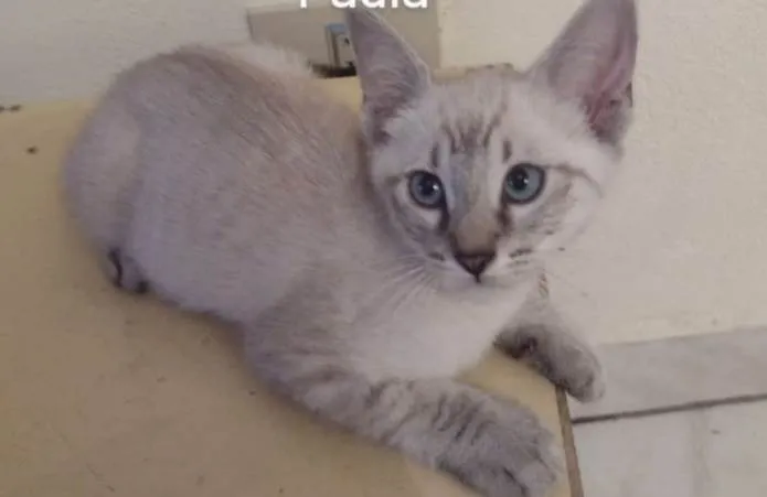 Gato ra a SRD-ViraLata idade 2 a 6 meses nome Nina/Flor/Bella/ Thomas e Benjamin.