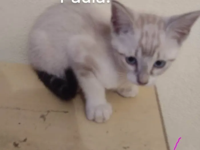 Gato ra a SRD-ViraLata idade 2 a 6 meses nome Nina/Flor/Bella/ Thomas e Benjamin.