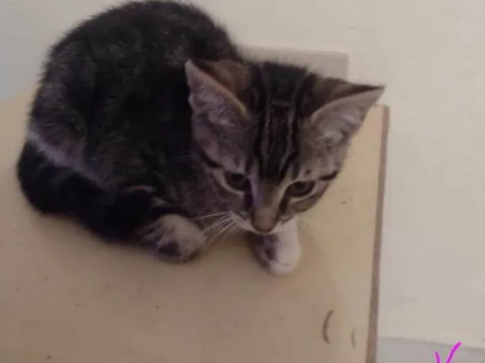 Gato ra a SRD-ViraLata idade 2 a 6 meses nome Nina/Flor/Bella/ Thomas e Benjamin.