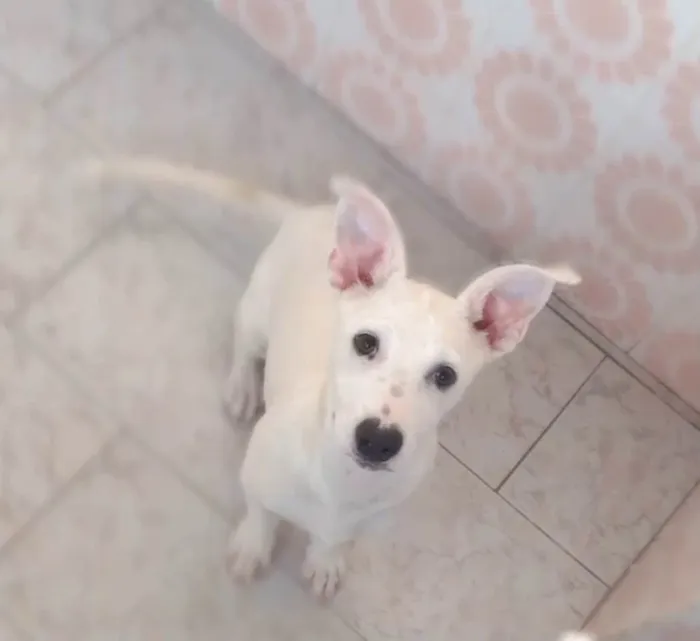 Cachorro ra a Sem raca definida  idade 7 a 11 meses nome Barry