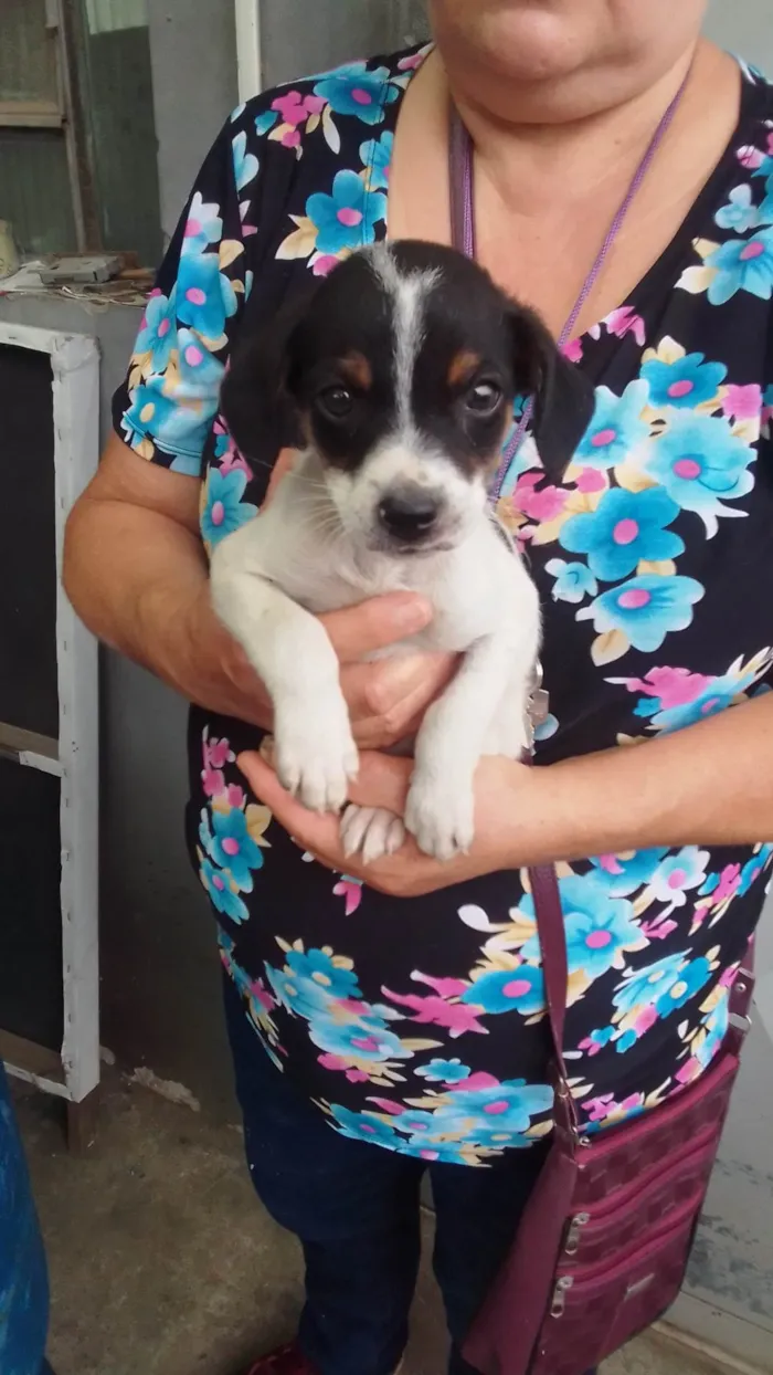 Cachorro ra a SRD-ViraLata idade 2 a 6 meses nome Nino