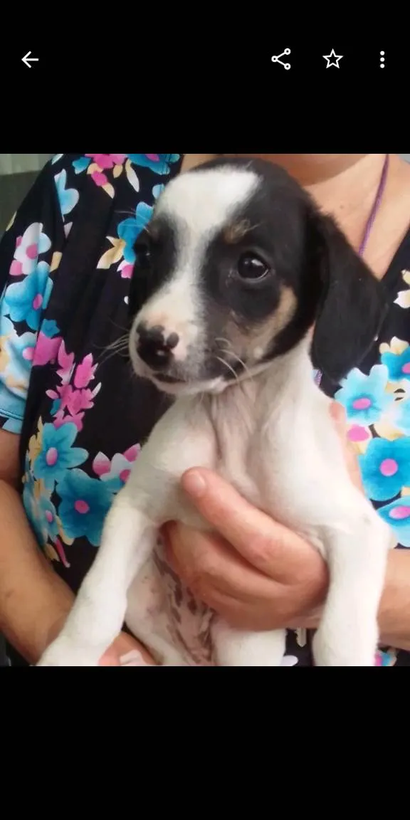 Cachorro ra a SRD-ViraLata idade 2 a 6 meses nome Nina 