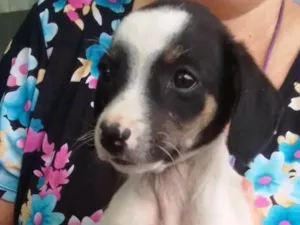 Cachorro raça SRD-ViraLata idade 2 a 6 meses nome Nina 