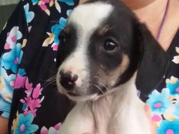 Cachorro ra a SRD-ViraLata idade 2 a 6 meses nome Nina 