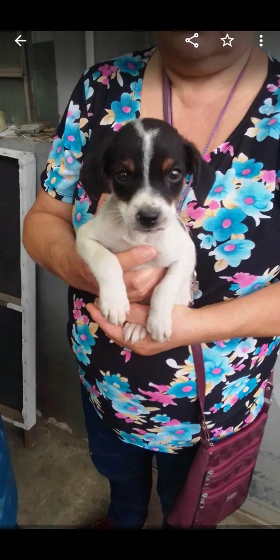 Cachorro ra a SRD-ViraLata idade 2 a 6 meses nome Nino