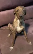 Bella