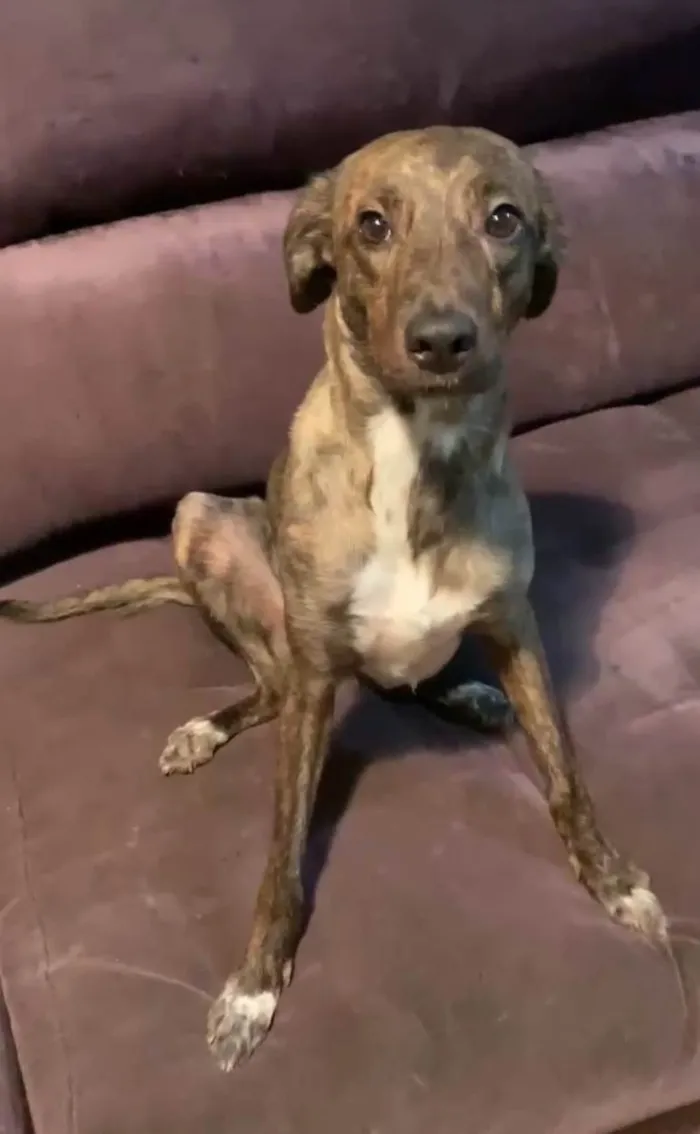 Cachorro ra a SRD-ViraLata idade 1 ano nome Bella