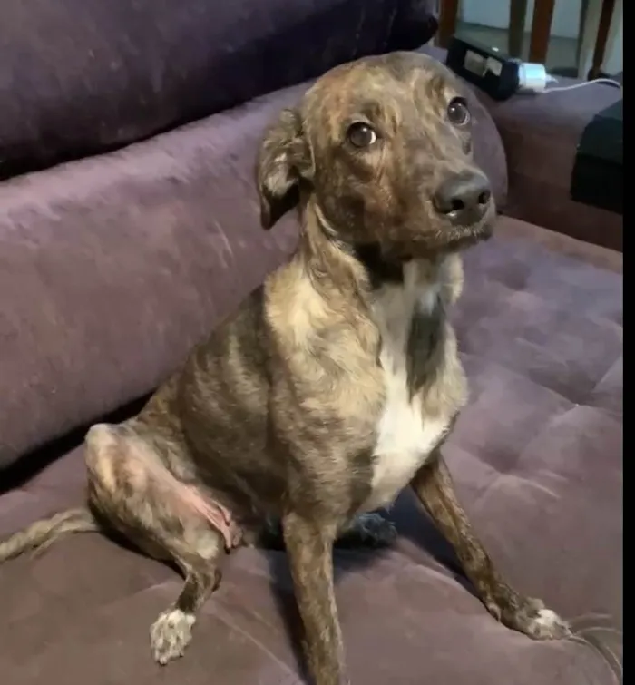 Cachorro ra a SRD-ViraLata idade 1 ano nome Bella
