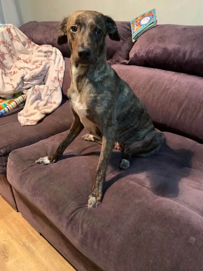 Cachorro ra a SRD-ViraLata idade 1 ano nome Bella