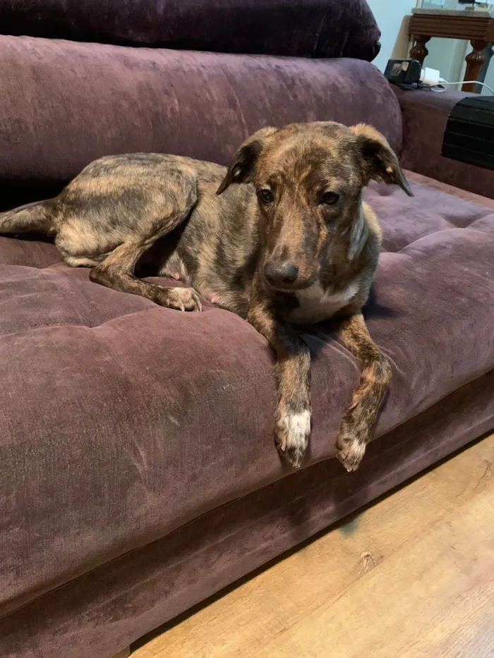 Cachorro ra a SRD-ViraLata idade 1 ano nome Bella