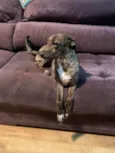 Bella