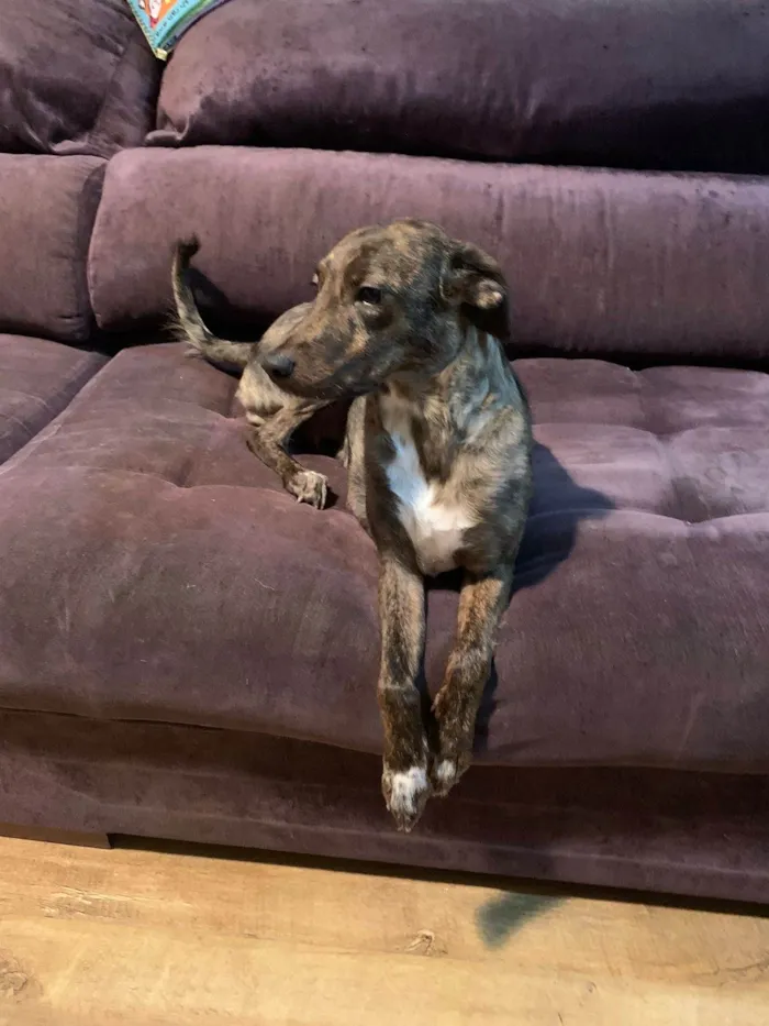 Cachorro ra a SRD-ViraLata idade 1 ano nome Bella