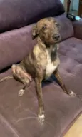 Bella