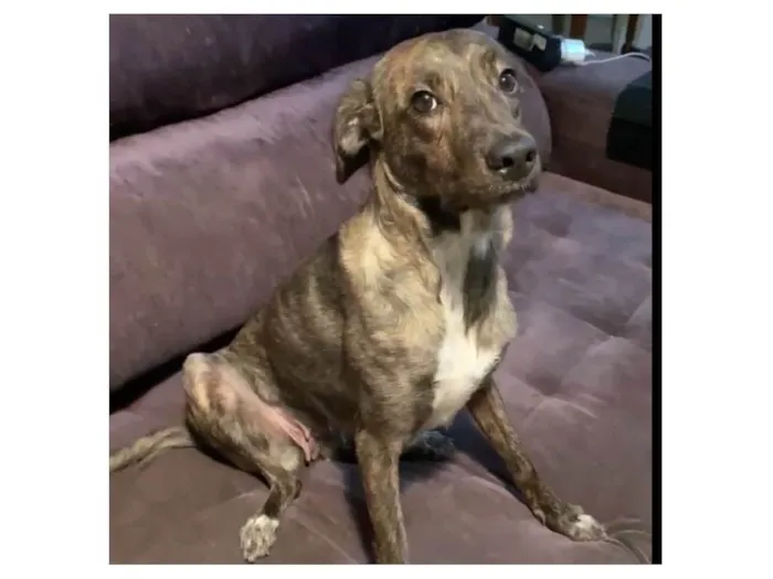 Cachorro ra a SRD-ViraLata idade 1 ano nome Bella
