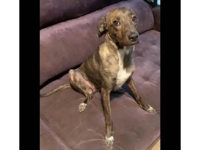 Cachorro ra a SRD-ViraLata idade 1 ano nome Bella