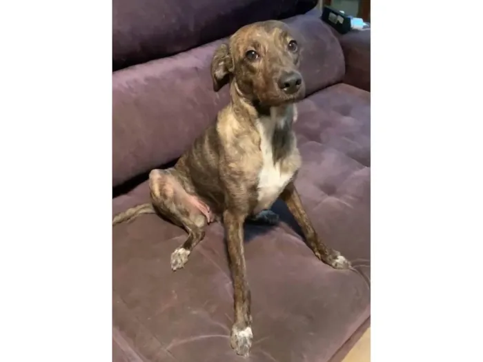 Cachorro ra a SRD-ViraLata idade 1 ano nome Bella