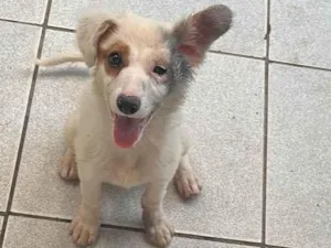 Cachorro raça SRD-ViraLata idade 2 a 6 meses nome Menina