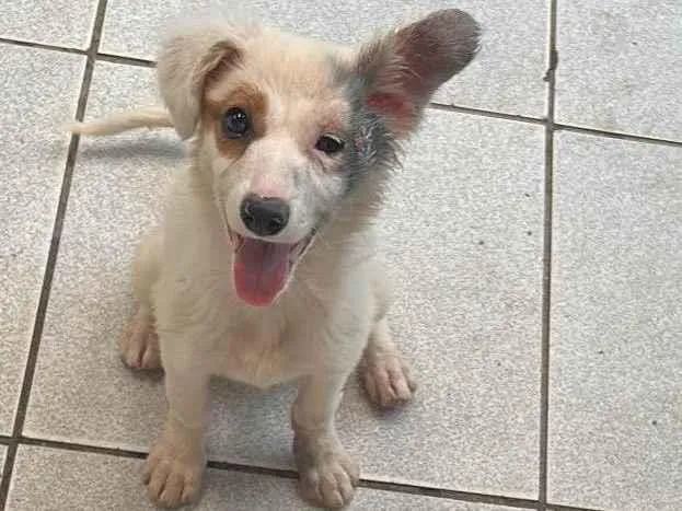 Cachorro ra a SRD-ViraLata idade 2 a 6 meses nome Menina