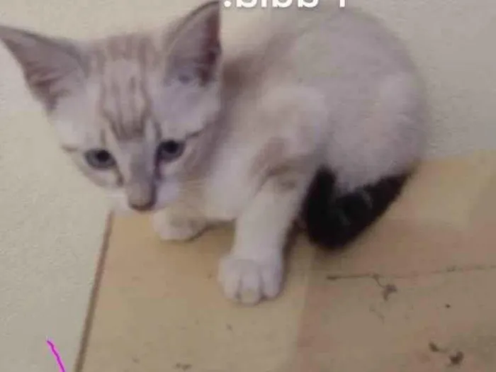 Gato ra a SRD-ViraLata idade 2 a 6 meses nome Nina/Flor/Bella/ Thomas e Benjamin.