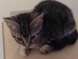Gato raça SRD-ViraLata idade 2 a 6 meses nome Nina/Flor/Bella/ Thomas e Benjamin.