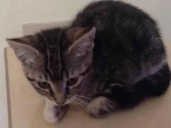 Gato ra a SRD-ViraLata idade 2 a 6 meses nome Nina/Flor/Bella/ Thomas e Benjamin.