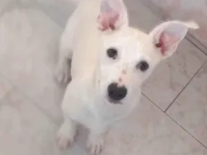 Cachorro raça Sem raca definida  idade 7 a 11 meses nome Barry