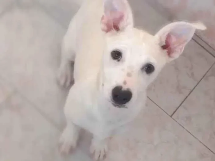 Cachorro ra a Sem raca definida  idade 7 a 11 meses nome Barry