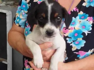 Cachorro raça SRD-ViraLata idade 2 a 6 meses nome Nino