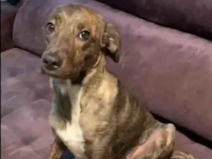 Cachorro raça SRD-ViraLata idade 1 ano nome Bella