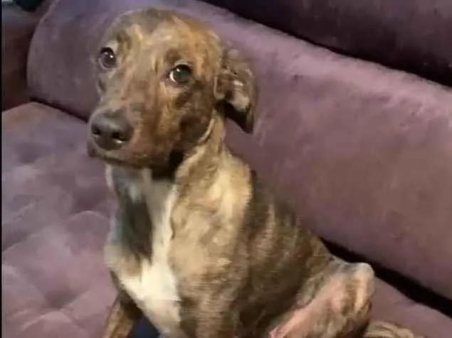 Cachorro ra a SRD-ViraLata idade 1 ano nome Bella