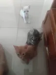 Pipoca