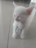 Pipoca