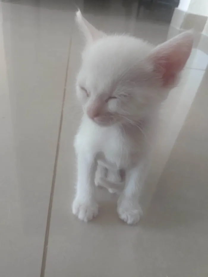 Gato ra a Srd idade Abaixo de 2 meses nome Pipoca