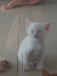 Pipoca