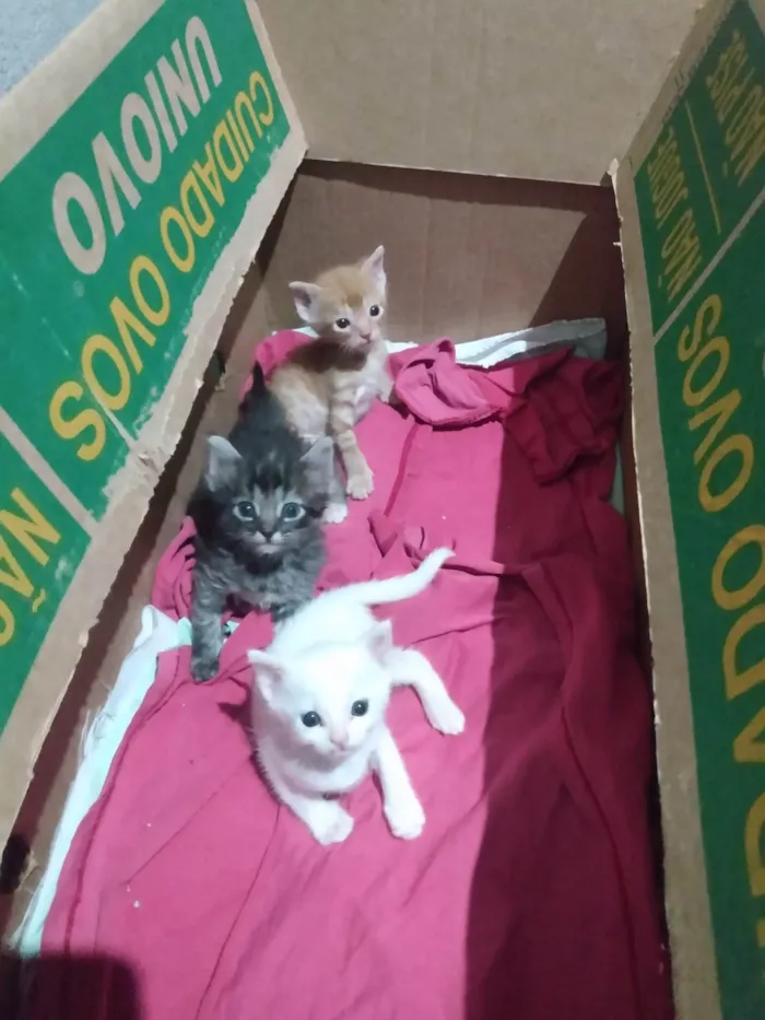 Gato ra a Srd idade Abaixo de 2 meses nome Pipoca