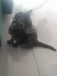 Pompom