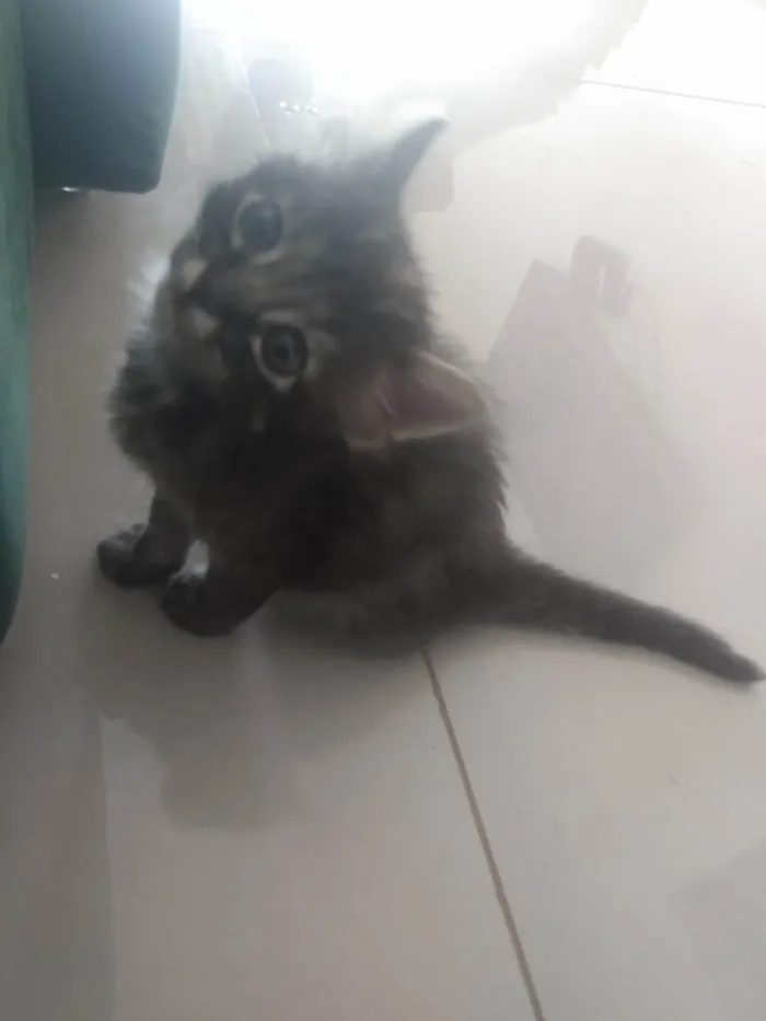 Gato ra a Srd idade 2 a 6 meses nome Pompom