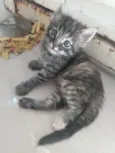 Pompom