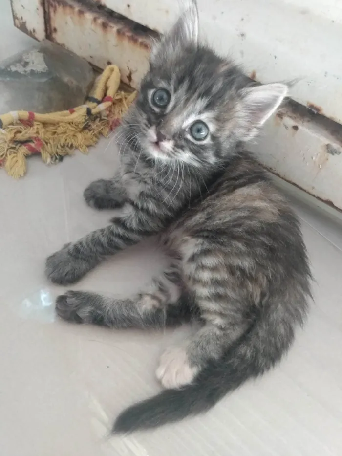 Gato ra a Srd idade 2 a 6 meses nome Pompom