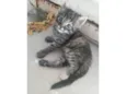 Pompom