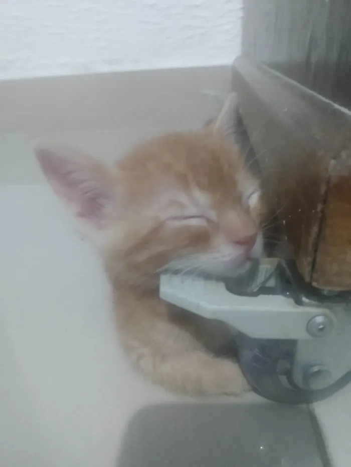 Gato ra a Srd idade 2 a 6 meses nome Caramelo (São Sebastião-DF)