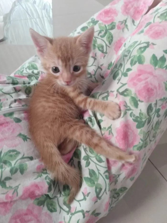 Gato ra a Srd idade 2 a 6 meses nome Caramelo (São Sebastião-DF)