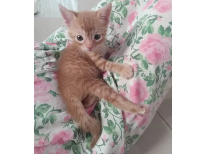 Gato ra a Srd idade 2 a 6 meses nome Caramelo (São Sebastião-DF)