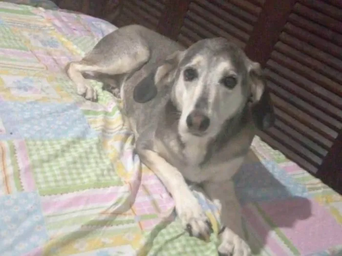 Cachorro ra a SRD-ViraLata idade 5 anos nome Vitória