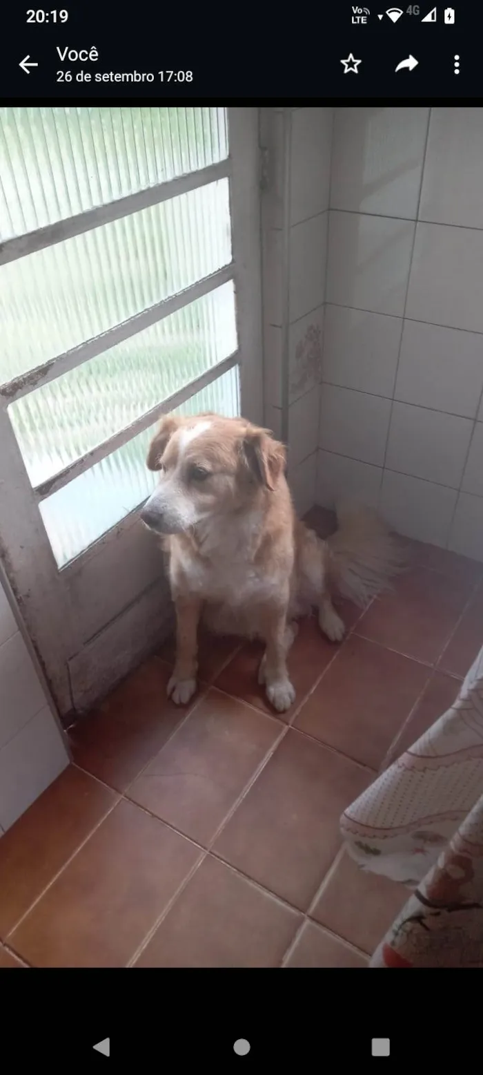 Cachorro ra a Golden  idade 6 ou mais anos nome Sansão 