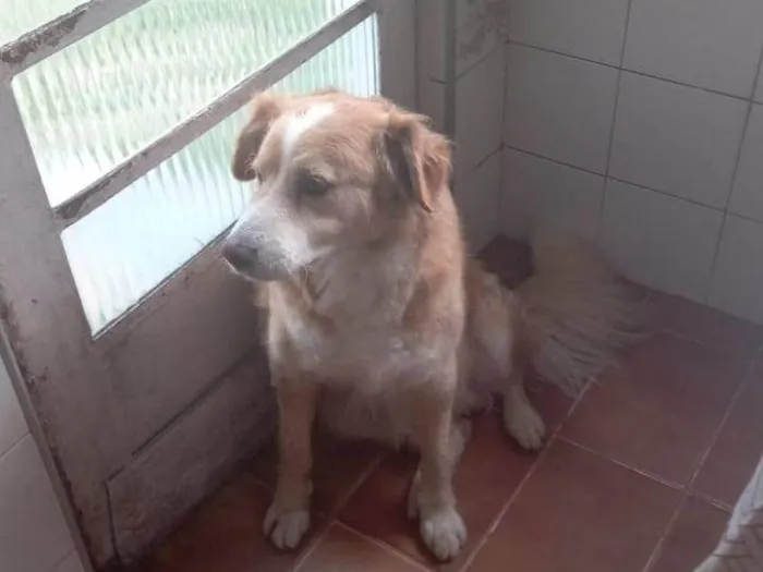 Cachorro ra a Golden  idade 6 ou mais anos nome Sansão 