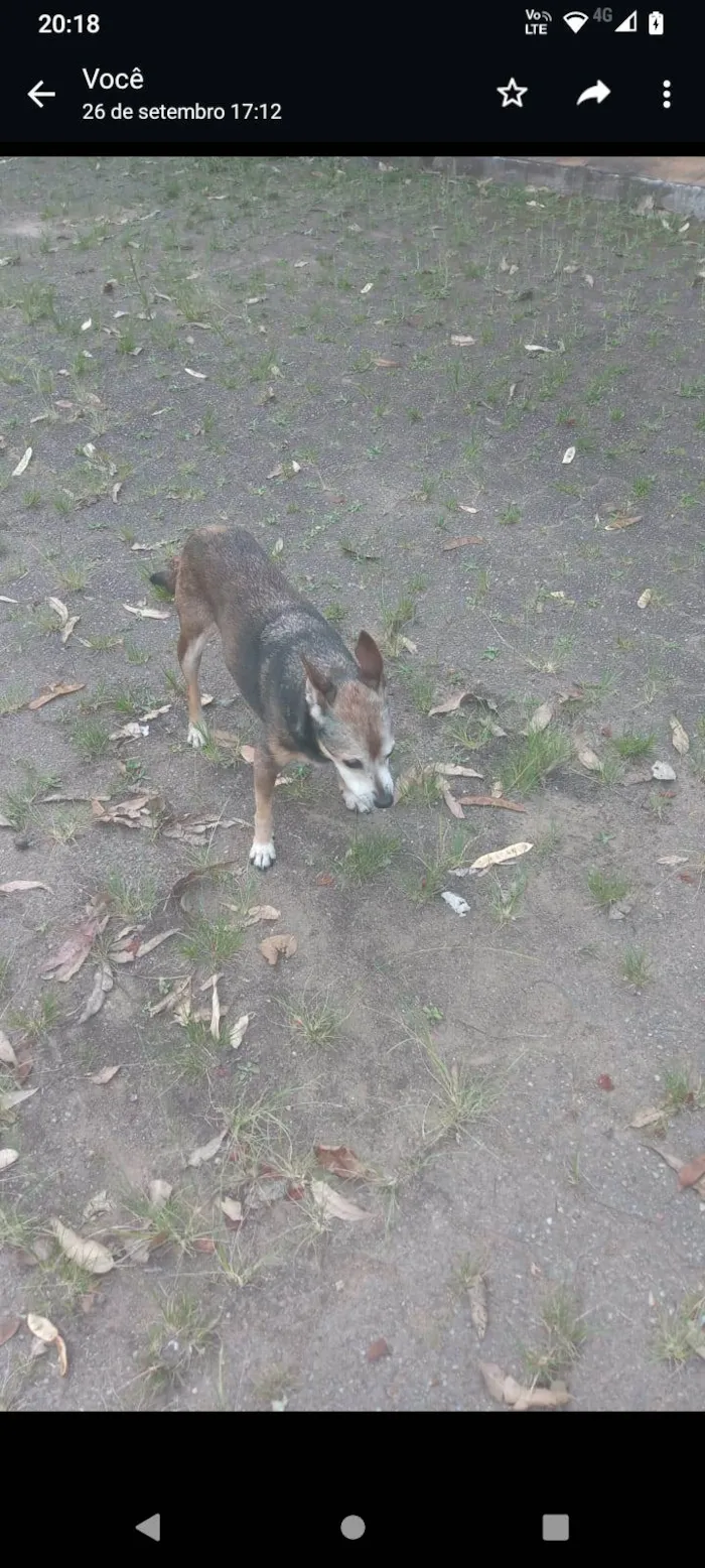 Cachorro ra a SRD-ViraLata idade 6 ou mais anos nome Lili